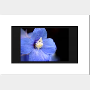 Blue Delphinium flower Posters and Art